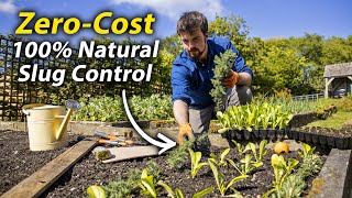 Simple Guide to Slug Control  How to Effectively Deal with Slugs in the Vegetable Garden [upl. by Nittirb700]