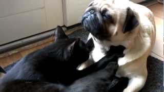 Joep the Pug receiving a massage from Frits the Cat [upl. by Aletta]