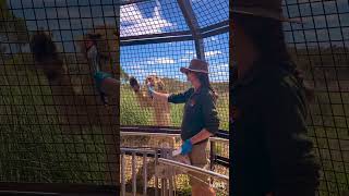 The ‘Lion 360’ experience at Monarto safari park 🇦🇺 [upl. by Gaeta455]