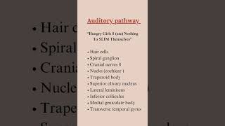 Neuroanatomy Mnemomics [upl. by Nonnair]