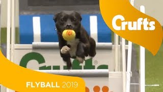 Flyball  Team SemiFinals  Part 1  Crufts 2019 [upl. by Feingold]