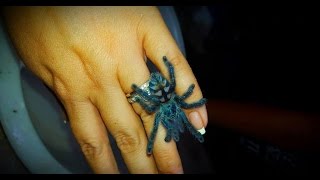 Sling Care Avicularia Caribena versicolor care by the Deadly Tarantula Girl [upl. by Loresz]