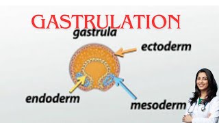 Gastrulation germ layer subOBG explanation by chandni maam [upl. by Batchelor]