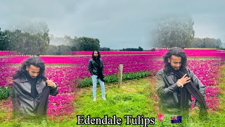 A journey towards Edendale tulips😍 from Invercargill🇳🇿 Diwali party🥳  Newzealand 🇳🇿  vlog [upl. by Judson]