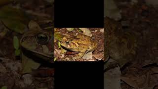 RingNecked Spitting Cobra and Eastern Leopard Toad [upl. by Andrel486]