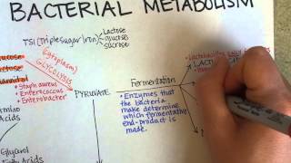 Bacterial Metabolism Part 1 Cellular Respiration of Bacteria [upl. by Sisenej]