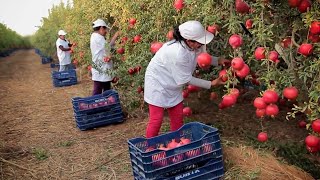 Harvest And Process Hundreds Of Tons Of Pomegranates  Modern Agricultural Technology [upl. by Ennayar]