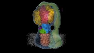 Molecular animation of ATP synthase [upl. by Medor]