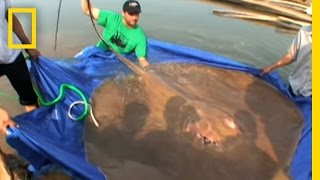 Giant Freshwater Stingray  National Geographic [upl. by Dnaloy67]