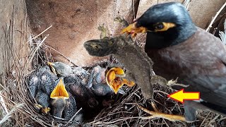 Dad Bird CHOKED baby With Outsized BLACK LIZARD  Birds in nest  Myna Bird video  EP 45 [upl. by Calder114]