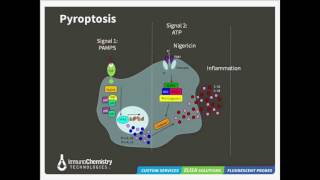 Pathways to Cell Death Apoptosis Pyroptosis and Autophagy [upl. by Acemat835]