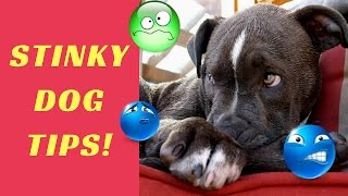 Help My Dog Stinks Smelly Dog Tips [upl. by Rothwell845]