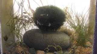 Marimo Moss Ball [upl. by Reyotal]