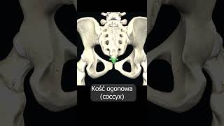 Kość ogonowa coccyx uczymy razem shorts anatomia medycyna 3d anatomy [upl. by Hoseia198]