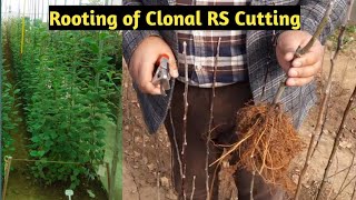 Rooting of Clonal Rootstock cutting  Earn Rs 5000 from 1 meter sq Area  Horticulture In Kashmir [upl. by Evol]