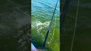 HOUNDFISH In New Jersey Topwater Fishing [upl. by Durkin]