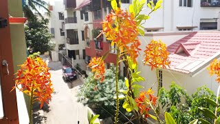 🎆Diwali Special  How to take care of Epidendrum Radicans Orchid [upl. by Anura347]