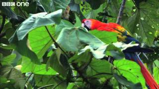 Scarlet Macaws Feed on Clay Licks Narrated by David Tennant  Earthflight  BBC One [upl. by Halda]