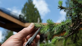 Spruce Bonsai Growth Management [upl. by Sisi]