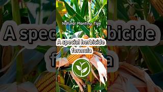 A special herbicide formula plants shortvideo garden youtubeshorts farming howto viralvideo [upl. by Harrington305]