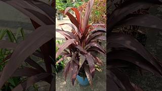 Cordyline Fruticosa Ti plantleafplant cordylinefruticosa tiplant beautifulleafplant garden [upl. by Yaral]