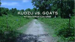 Kudzu No Problem Were bringing in the goats [upl. by Wootan238]