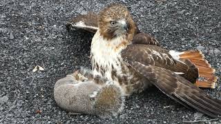 Red tailed hawk with squirrel [upl. by Pelletier]