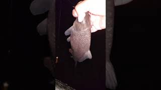 Seara pescuiesc ciortani pescuit fishing carp 2024 carpfishing pescuitsportiv danubedelta [upl. by Hayouqes]