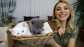 KEDİ VLOG BİR GÜN BOYUNCA 5 KEDİ BAKMAK [upl. by Hiett70]