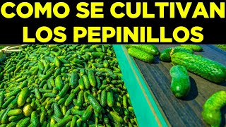 PRODUCCIÓN MASIVA DE MILLONES DE PEPINILLOS [upl. by Eiten256]