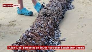 ‘AlienLike’ Barnacles on South Australian Beach Stun Locals [upl. by Eyssej322]