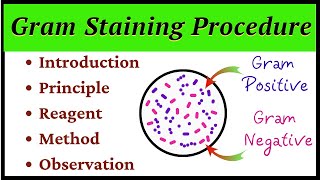 Gram Staining Procedure [upl. by Kilbride]