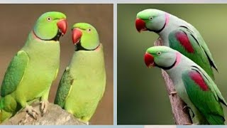 Green Talking Parrot in India  Most Expensive Parrots in India  Nihal Pets [upl. by Eciryt688]