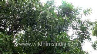 Ayurveda medicinal herb  Wrightia tinctoria plant [upl. by Nyltyak]