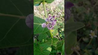 Gynostegium in Calotropis procera flower of Asclepiadaceae Family Fusion of Stamens and Carpels [upl. by Riccio]