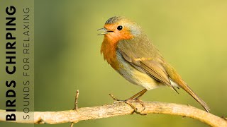 Birds Singing  11 Hour Bird Sounds Relaxation Soothing Nature Sounds Birds Chirping [upl. by Pearl]