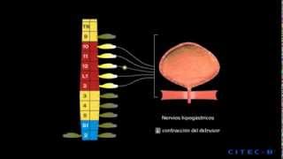 La micción 4  Fisiología de la micción [upl. by Johnna]