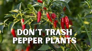 How to Make Your Pepper Plants Last for YEARS [upl. by Adelaide]