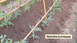 Comment jentretiens les plants de tomates en 5 étapes [upl. by Laeira968]