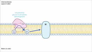 Glycerol 3Phosphate Shuttle [upl. by Chev]