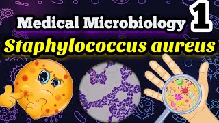 Staphylococcus aureus شرح بالعربي ميكروبيولوجي البكتيريا المسببه لالتهابات البروستاتا وحبوب الوجه [upl. by Bitthia]