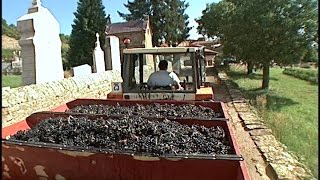 2005 Beaujolais Harvest [upl. by Querida]