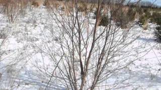 How To Grow a Multi Stemmed River birch Trees [upl. by Nohsyt]