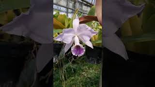 Cattleya labiata coerulea [upl. by Efinnej]