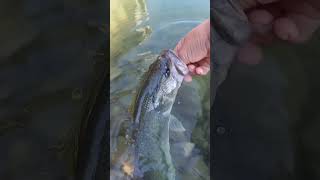 Nice bass at the pond bassfishing creeklife [upl. by Garey817]