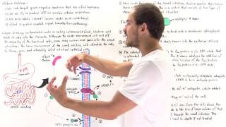 Cholera and GProtein Coupled Signaling [upl. by Elyad206]