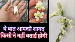 1098 Tuberose Flowerbuds Not Bloom  Rajnigandha Bud Not Blooming  रजनीगंधा की कलियां नहीं खिलतीं [upl. by Savina]