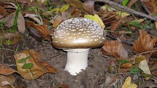 Amanita Pantherina Trip Report quotFrom Zen State To Looping Dimensional Horrorquot [upl. by Farrica]