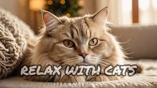 RELAX with the MOST SOOTHING Cat Purring Sound [upl. by Ayeki]