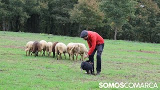 La mirada que nunca se despega del rebaño así trabaja Ady la Border Collie pastora [upl. by Yssac]